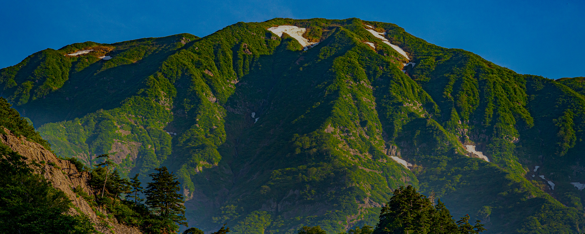 伐採保全サービス